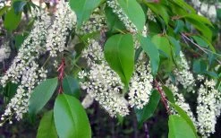 Wild Black Cherry Tree - 3 Gallon Pot -Shrub Plant Shop prunus serotina wild black cherry tree 8