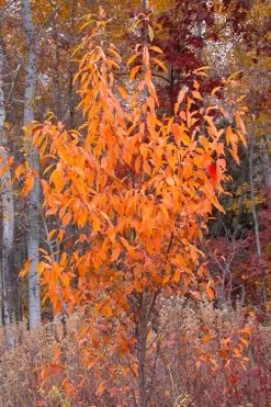 Wild Black Cherry Tree - 3 Gallon Pot -Shrub Plant Shop prunus serotina wild black cherry tree 9