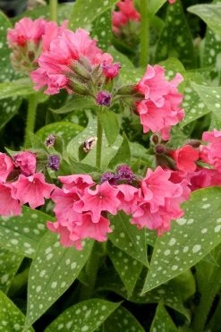 Shrimps On The Barbie Pulmonaria (Bethlehem Sage) - 6 Pack Of 1 Gallon Pots -Shrub Plant Shop pulmonaria shrimps on the barbie lungwort 4