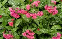 Shrimps On The Barbie Pulmonaria (Bethlehem Sage) - 6 Pack Of 1 Gallon Pots -Shrub Plant Shop pulmonaria shrimps on the barbie lungwort 5