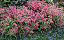Shrimps On The Barbie Pulmonaria (Bethlehem Sage) - 6 Pack Of 1 Gallon Pots -Shrub Plant Shop pulmonaria shrimps on the barbie lungwort 7