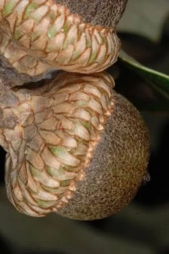 Southern Red Oak Tree (Quercus Falcata) - 3 Gallon Pot -Shrub Plant Shop quercus falcata southern red oak 1