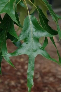 Southern Red Oak Tree (Quercus Falcata) - 3 Gallon Pot -Shrub Plant Shop quercus falcata southern red oak 2 1