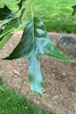 Southern Red Oak Tree (Quercus Falcata) - 3 Gallon Pot -Shrub Plant Shop quercus falcata southern red oak 3