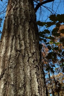 Southern Red Oak Tree (Quercus Falcata) - 3 Gallon Pot -Shrub Plant Shop quercus falcata southern red oak 4