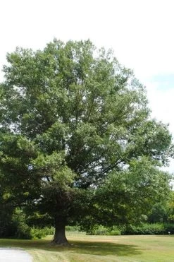 Southern Red Oak Tree (Quercus Falcata) - 3 Gallon Pot -Shrub Plant Shop quercus falcata southern red oak 5