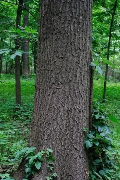 Southern Red Oak Tree (Quercus Falcata) - 3 Gallon Pot -Shrub Plant Shop quercus falcata southern red oak 6