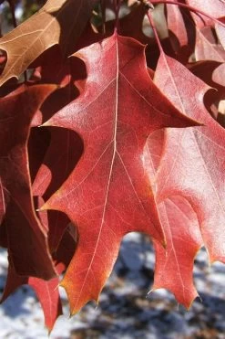Southern Red Oak Tree (Quercus Falcata) - 3 Gallon Pot -Shrub Plant Shop quercus falcata southern red oak 7