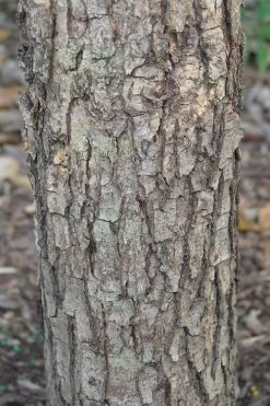 Overcup Oak Tree (Quercus Lyrata) - 3 Pack Of 1.5 Quart Pots -Shrub Plant Shop quercus lyrata overcup oak acorn bark 1 1