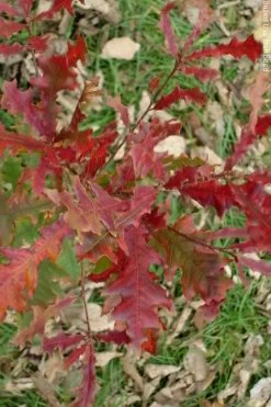 Overcup Oak Tree (Quercus Lyrata) - 3 Pack Of 1.5 Quart Pots -Shrub Plant Shop quercus lyrata overcup oak acorn fall leaf color 1 1