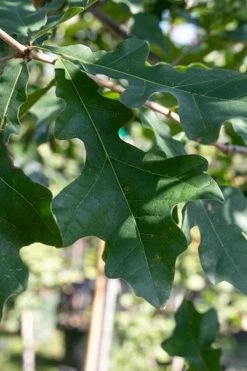 Overcup Oak Tree (Quercus Lyrata) - 3 Pack Of 1.5 Quart Pots -Shrub Plant Shop quercus lyrata overcup oak acorn leaf 1 1