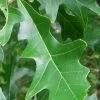 Overcup Oak Tree (Quercus Lyrata) - 3 Gallon Pot