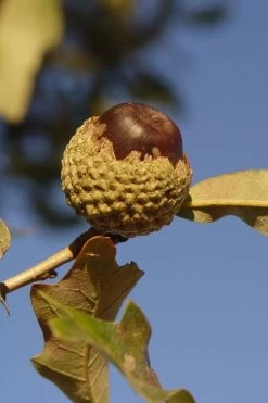 Overcup Oak Tree (Quercus Lyrata) - 3 Pack Of 1.5 Quart Pots -Shrub Plant Shop quercus lyrata overcup oak acorn nut 1 1
