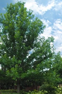 Overcup Oak Tree (Quercus Lyrata) - 3 Gallon Pot -Shrub Plant Shop quercus lyrata overcup oak acorn tree 1