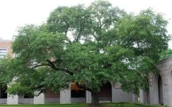 Water Oak Tree (Quercus Nigra) - 1 Gallon Pot -Shrub Plant Shop quercus nigra water oak tree 1