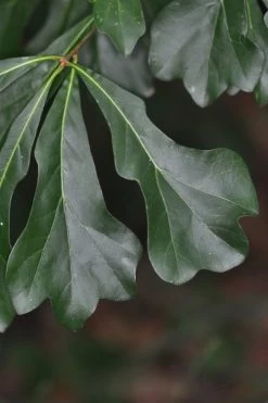 Water Oak Tree (Quercus Nigra) - 1 Gallon Pot