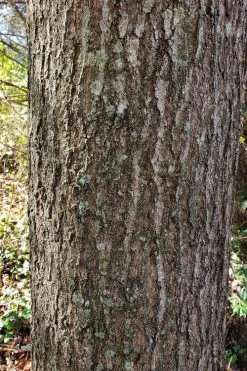 Water Oak Tree (Quercus Nigra) - 1 Gallon Pot -Shrub Plant Shop quercus nigra water oak tree 3