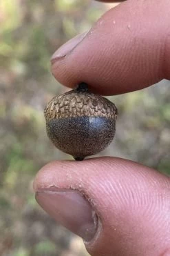 Water Oak Tree (Quercus Nigra) - 1 Gallon Pot -Shrub Plant Shop quercus nigra water oak tree 4