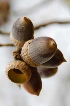 Nuttall Oak Tree (Quercus Nuttallii) - 1 Gallon Pot -Shrub Plant Shop quercus nuttallii nutall oak acorn nut 1