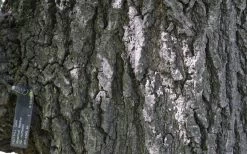 Nuttall Oak Tree (Quercus Nuttallii) - 1 Gallon Pot -Shrub Plant Shop quercus nuttallii nutall oak bark 1