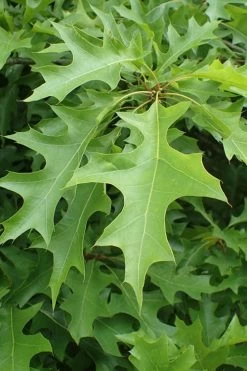 Nuttall Oak Tree (Quercus Nuttallii) - 1 Gallon Pot -Shrub Plant Shop quercus nuttallii nutall oak leaf 1