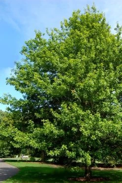 Nuttall Oak Tree (Quercus Nuttallii) - 1 Gallon Pot -Shrub Plant Shop quercus nuttallii nutall oak tree 2