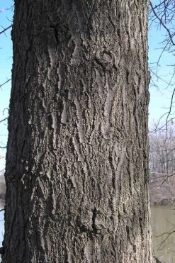 Pin Oak Tree (Quercus Palustris) - 3 Gallon Pot -Shrub Plant Shop quercus palustris pin oak bark 1 1