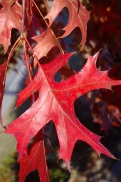 Pin Oak Tree (Quercus Palustris) - 3 Gallon Pot -Shrub Plant Shop quercus palustris pin oak leaves 1 1