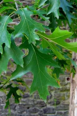 Pin Oak Tree (Quercus Palustris) - 3 Gallon Pot -Shrub Plant Shop quercus palustris pin oak leaves 2 1