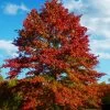 Pin Oak Tree (Quercus Palustris) - 3 Gallon Pot