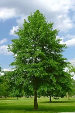 Pin Oak Tree (Quercus Palustris) - 1 Gallon Pot -Shrub Plant Shop quercus palustris pin oak tree 2