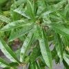 Willow Oak Tree (Quercus Phellos) - 1 Gallon Pot