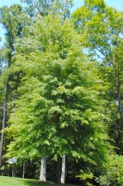 Willow Oak Tree (Quercus Phellos) - 3 Gallon Pot -Shrub Plant Shop quercus phellos willow oak tree 1 1