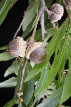 Willow Oak Tree (Quercus Phellos) - 3 Pack Of 1.5 Quart Pots -Shrub Plant Shop quercus phellos willow oak tree acorn nut 2