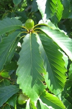 Chestnut Oak Tree (Quercus Prinus) - 1 Gallon Pot -Shrub Plant Shop quercus prinus northern chestnut oak leaves 2 1