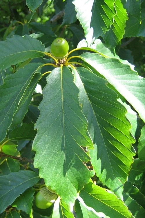 Chestnut Oak Tree (Quercus Prinus) - 3 Pack Of 1.5 Quart Pots 5 Chestnut Oak Tree (Quercus Prinus) - 3 Pack Of 1.5 Quart Pots - Image 5