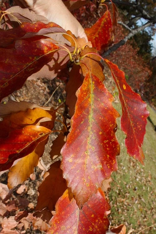 Chestnut Oak Tree (Quercus Prinus) - 3 Pack Of 1.5 Quart Pots 6 Chestnut Oak Tree (Quercus Prinus) - 3 Pack Of 1.5 Quart Pots - Image 6