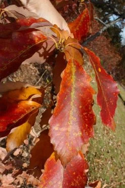 Chestnut Oak Tree (Quercus Prinus) - 3 Gallon Pot -Shrub Plant Shop quercus prinus northern chestnut oak leaves fall 2