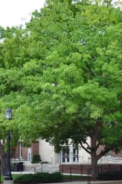 Chestnut Oak Tree (Quercus Prinus) - 1 Gallon Pot