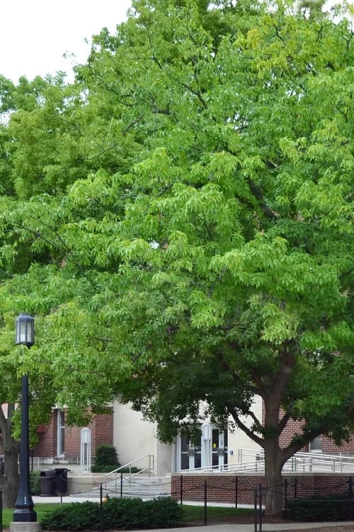 Chestnut Oak Tree (Quercus Prinus) - 3 Pack Of 1.5 Quart Pots 1 Chestnut Oak Tree (Quercus Prinus) - 3 Pack Of 1.5 Quart Pots