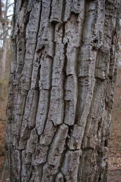 Chestnut Oak Tree (Quercus Prinus) - 3 Pack Of 1.5 Quart Pots 15 Chestnut Oak Tree (Quercus Prinus) - 3 Pack Of 1.5 Quart Pots -Shrub Plant Shop quercus prinus northern chestnut oak tree bark 2 2
