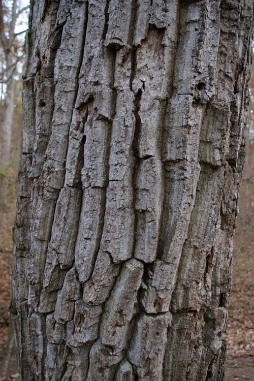 Chestnut Oak Tree (Quercus Prinus) - 3 Pack Of 1.5 Quart Pots 8 Chestnut Oak Tree (Quercus Prinus) - 3 Pack Of 1.5 Quart Pots - Image 8