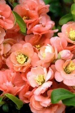 Cameo Flowering Quince - 1 Gallon Pot -Shrub Plant Shop quince cameo bloom