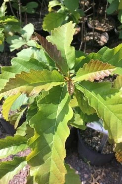 Chestnut Oak Tree (Quercus Prinus) - 1 Gallon Pot -Shrub Plant Shop qurcus prinus northern chestnut oak 1 1