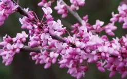 Eastern Redbud - 2 Gallon Pot -Shrub Plant Shop redbud Eastern Tree Flowers