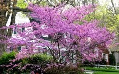 Eastern Redbud - 2 Gallon Pot -Shrub Plant Shop redbud Eastern Tree In Bloom