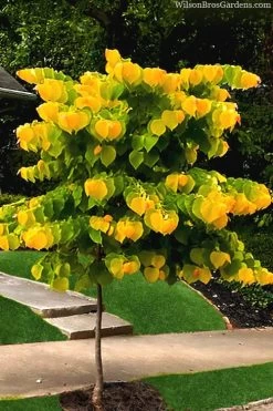 The Rising Sun Redbud Tree - 7 Gallon Pot (3-4') -Shrub Plant Shop redbud rising sun 52