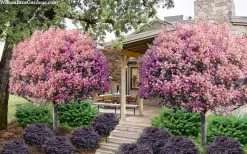 Rosalinda Indian Hawthorn Single Trunk Tree - 7 Gallon Pot (6-7') -Shrub Plant Shop rhaphiolepis rosalind majestic beauty indian hawthorn tree 8