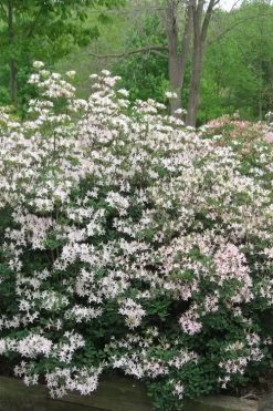 Coastal Azalea (Rhododendron Atlanticum) - 1 Gallon Pot -Shrub Plant Shop rhododendron atlanticum coastal azalea 1