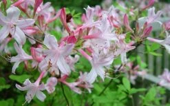 Coastal Azalea (Rhododendron Atlanticum) - 1 Gallon Pot -Shrub Plant Shop rhododendron atlanticum coastal azalea 7
